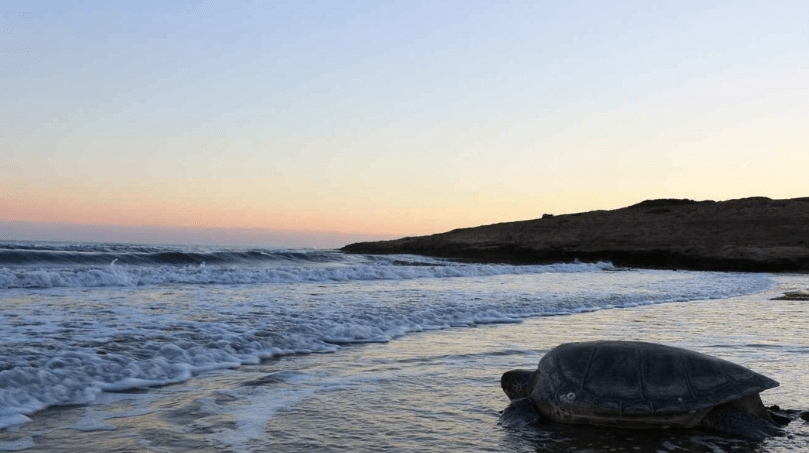 Complete guide to Alagadi Beach in Cyprus: what to see, where to relax and buy a property
